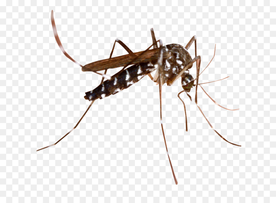 p-ntano-dos-mosquitos-a-mal-ria-mosquitoborne-doen-a-png-transparente