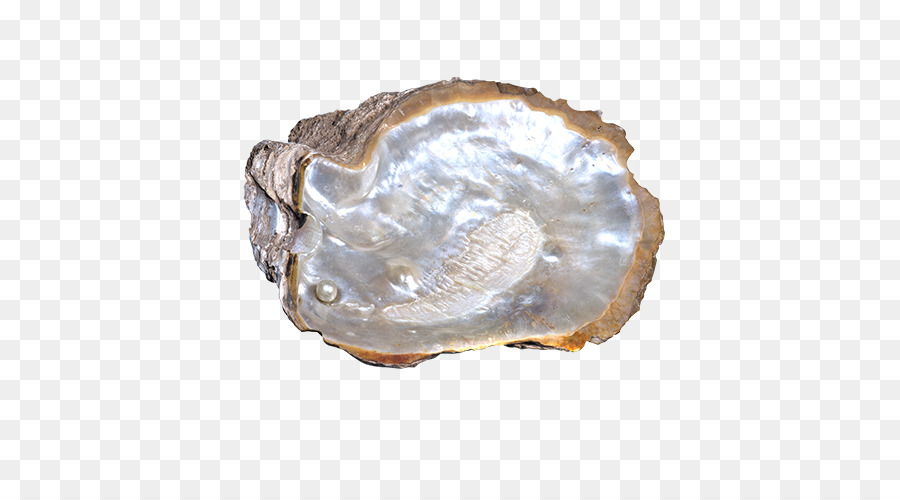 Berbigão，Seashell PNG