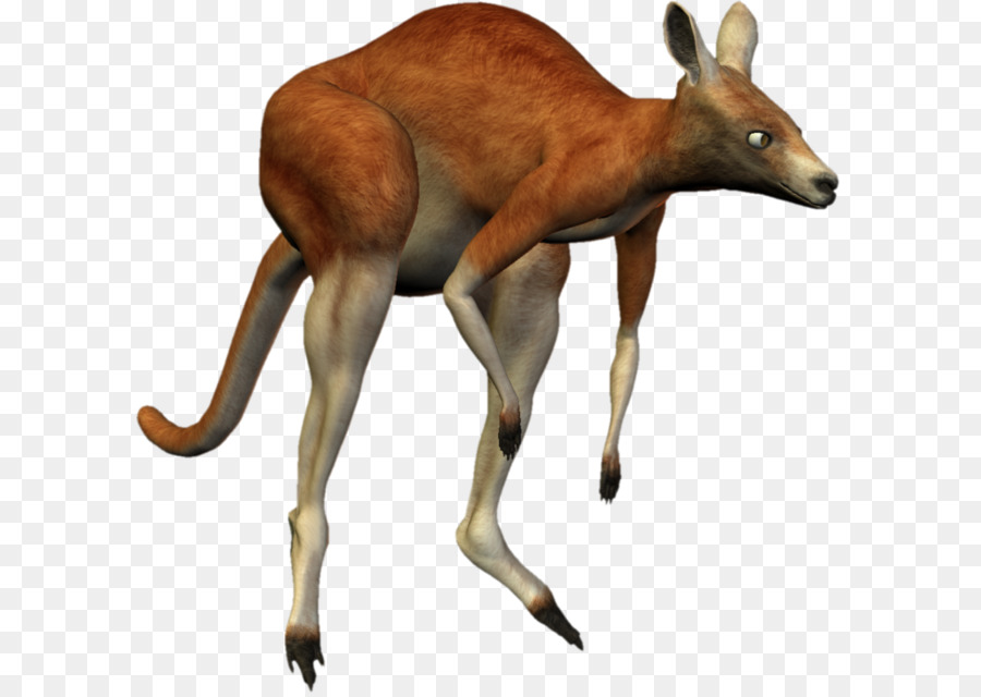 Canguru，Marsupial PNG