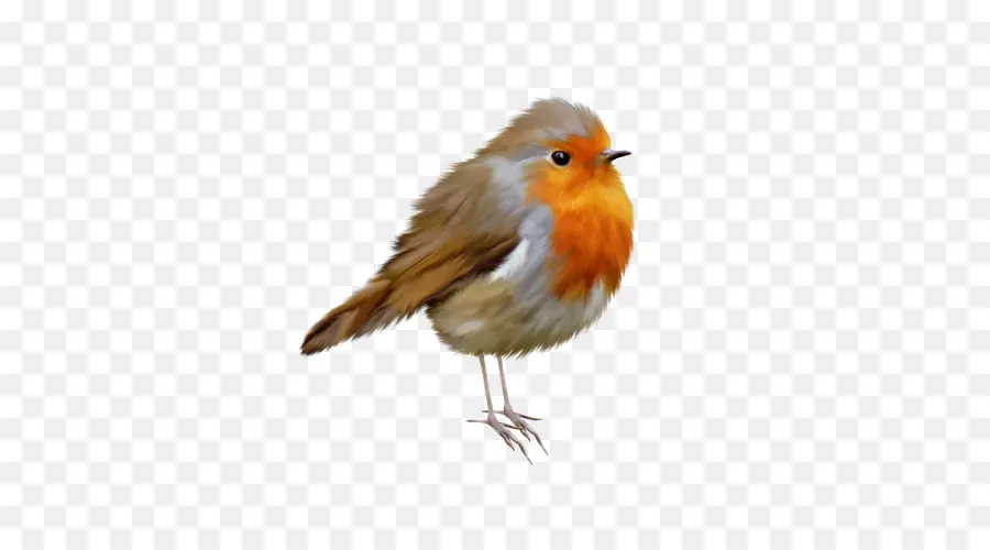 Europeia Robin，Robin PNG