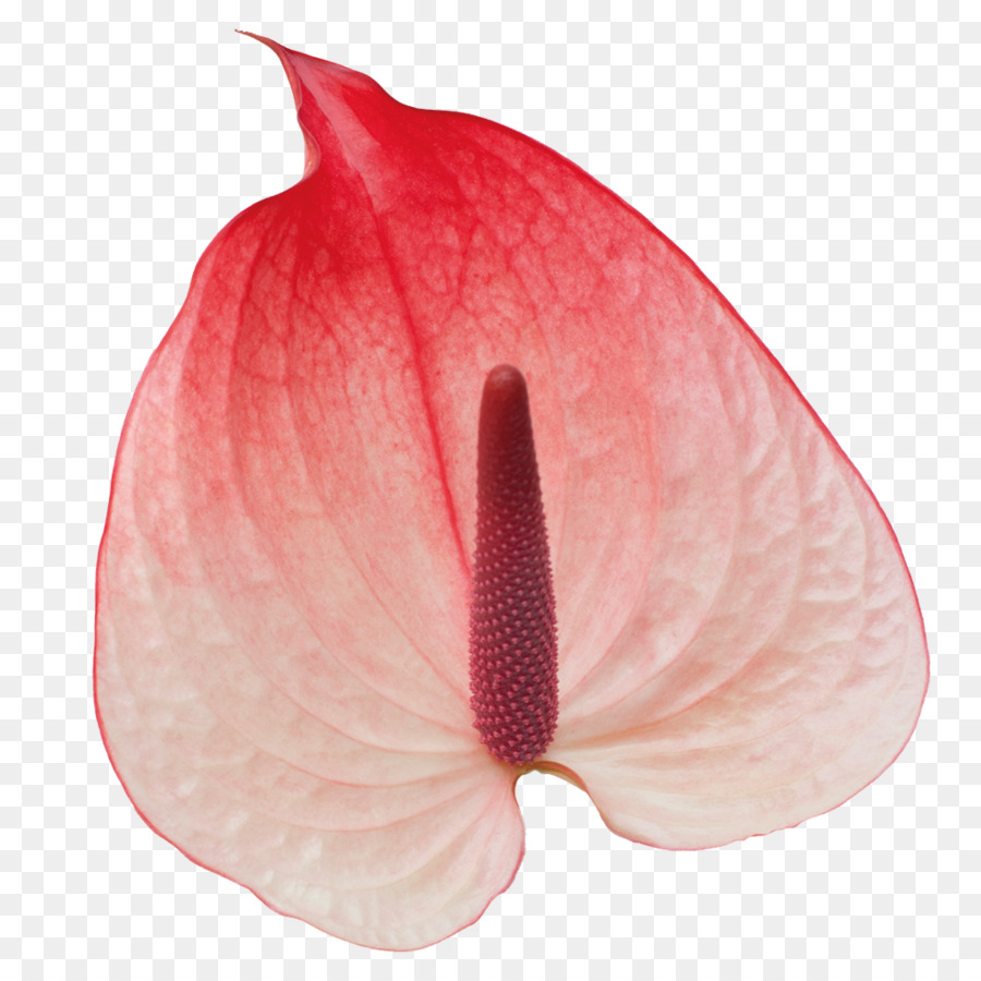 Flor De Antúrio，Antúrio PNG