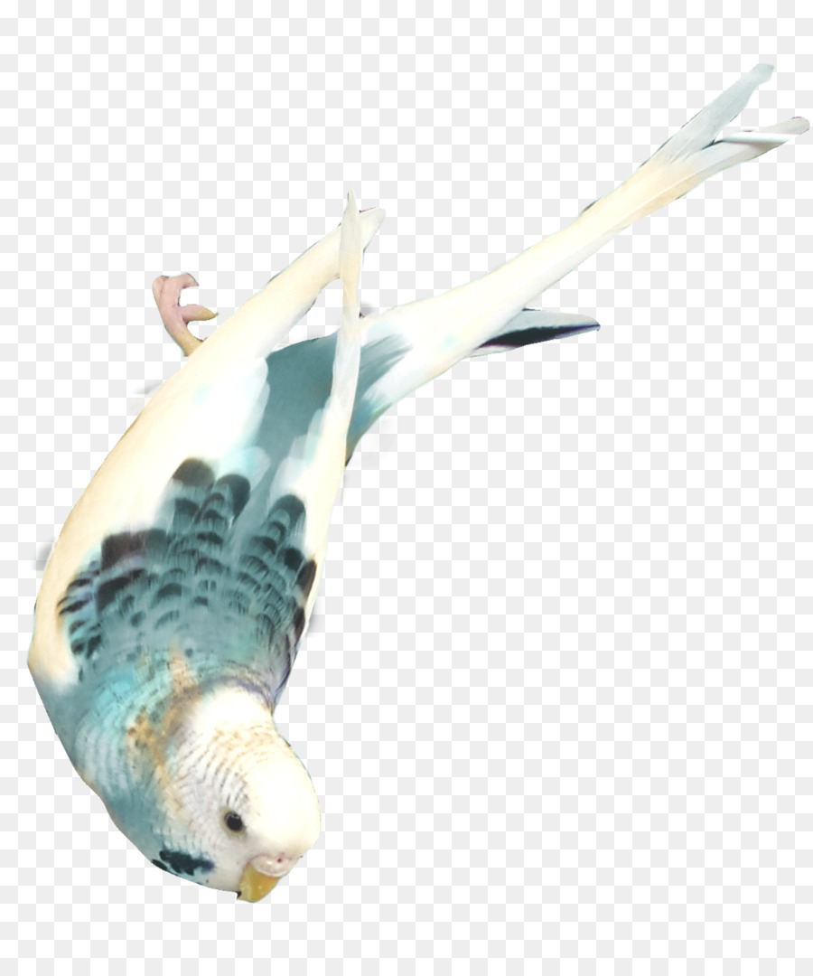 Aves，Imagem Digital PNG