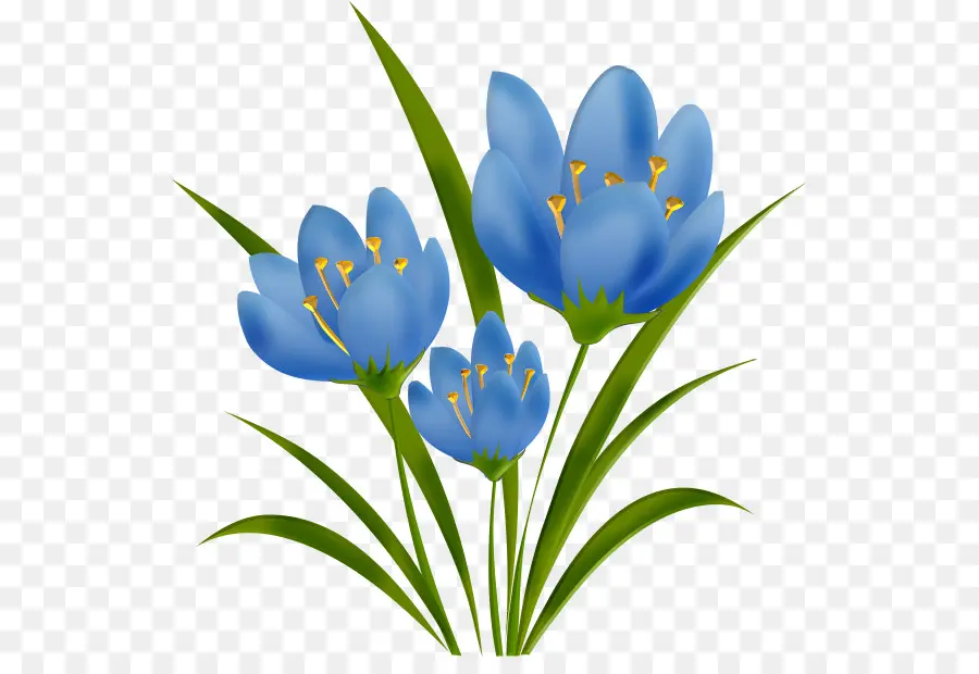 Crocus，Tulip PNG