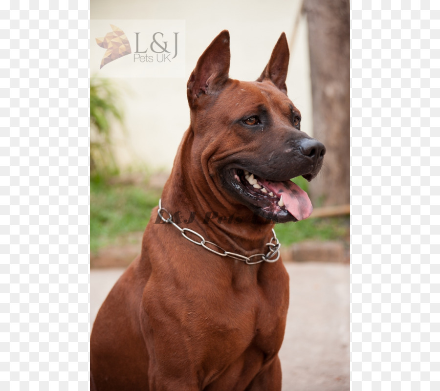 Thai Ridgeback，Tosa PNG