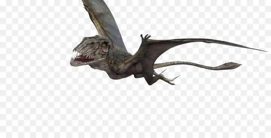 Dimorphodon，Pteranodon PNG