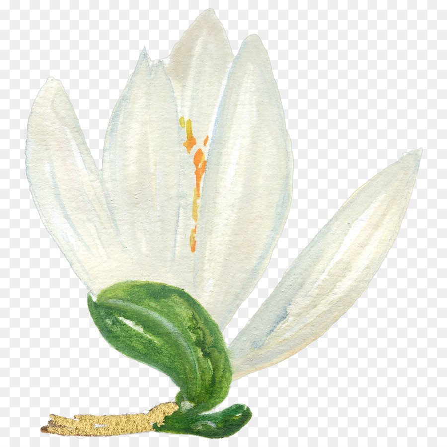 A Floração Da Planta，Planta PNG