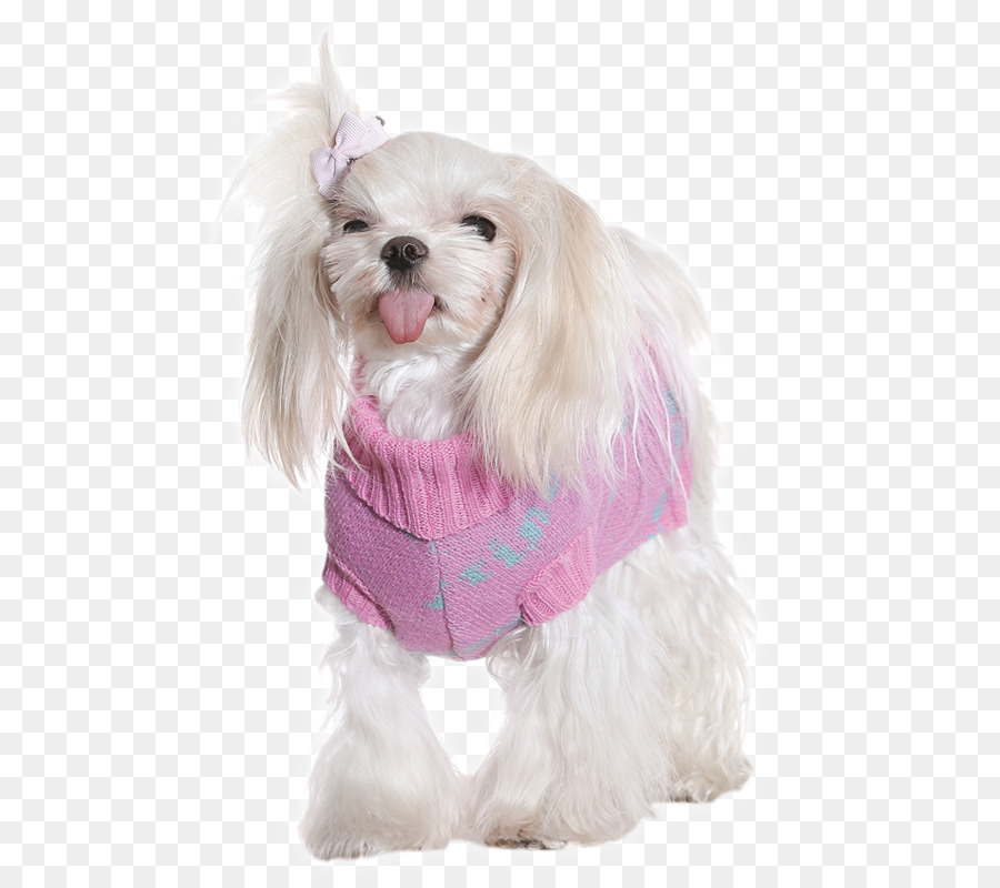 Cachorro Pequeno Com Suéter，Cachorro Branco PNG