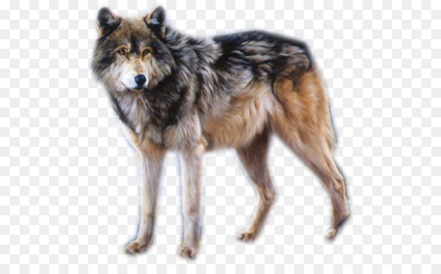 Lobo，Pelo Branco PNG