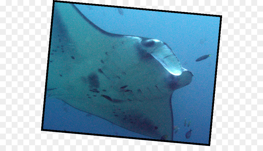 Manta Ray，água PNG