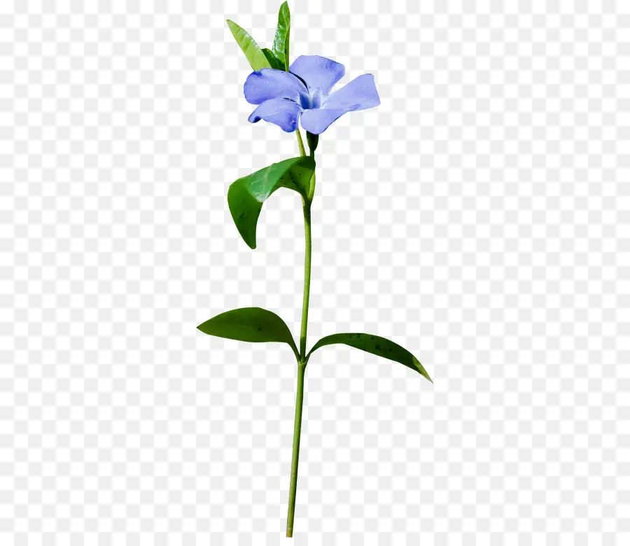 Flor Roxa，Florescer PNG