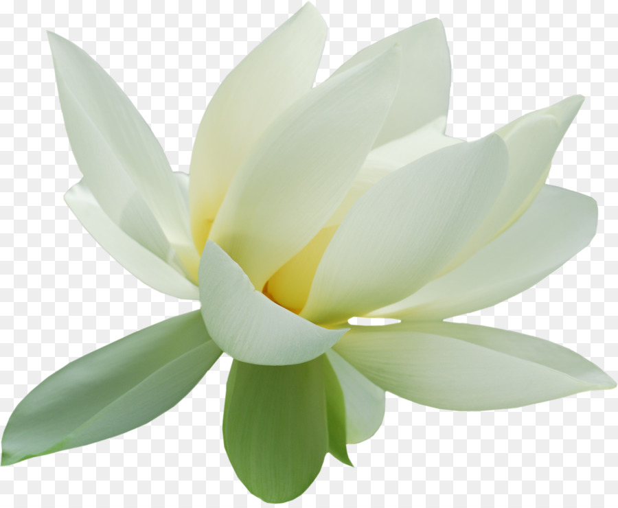 Flor Branca，Florescer PNG