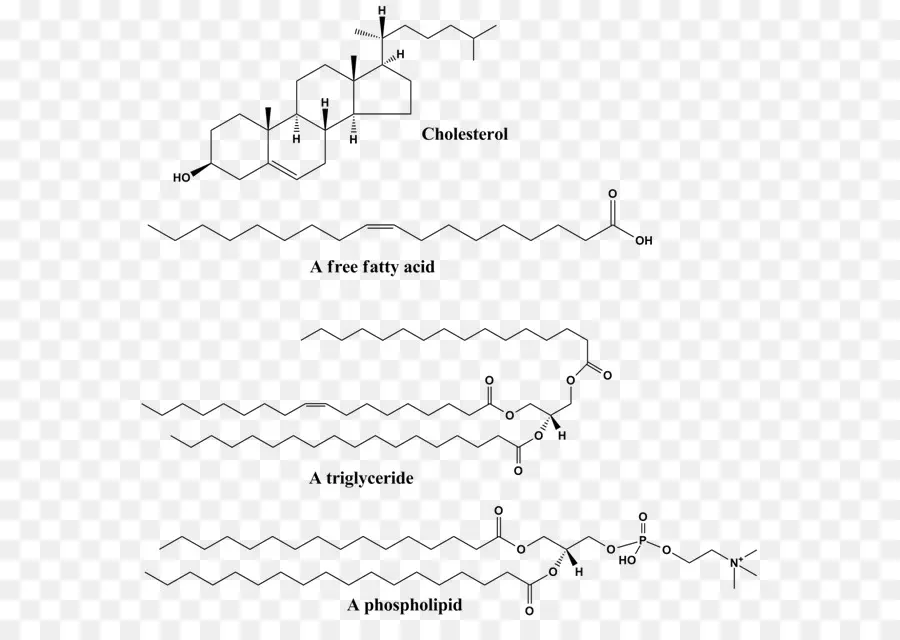 Lipídios，Estrutura PNG
