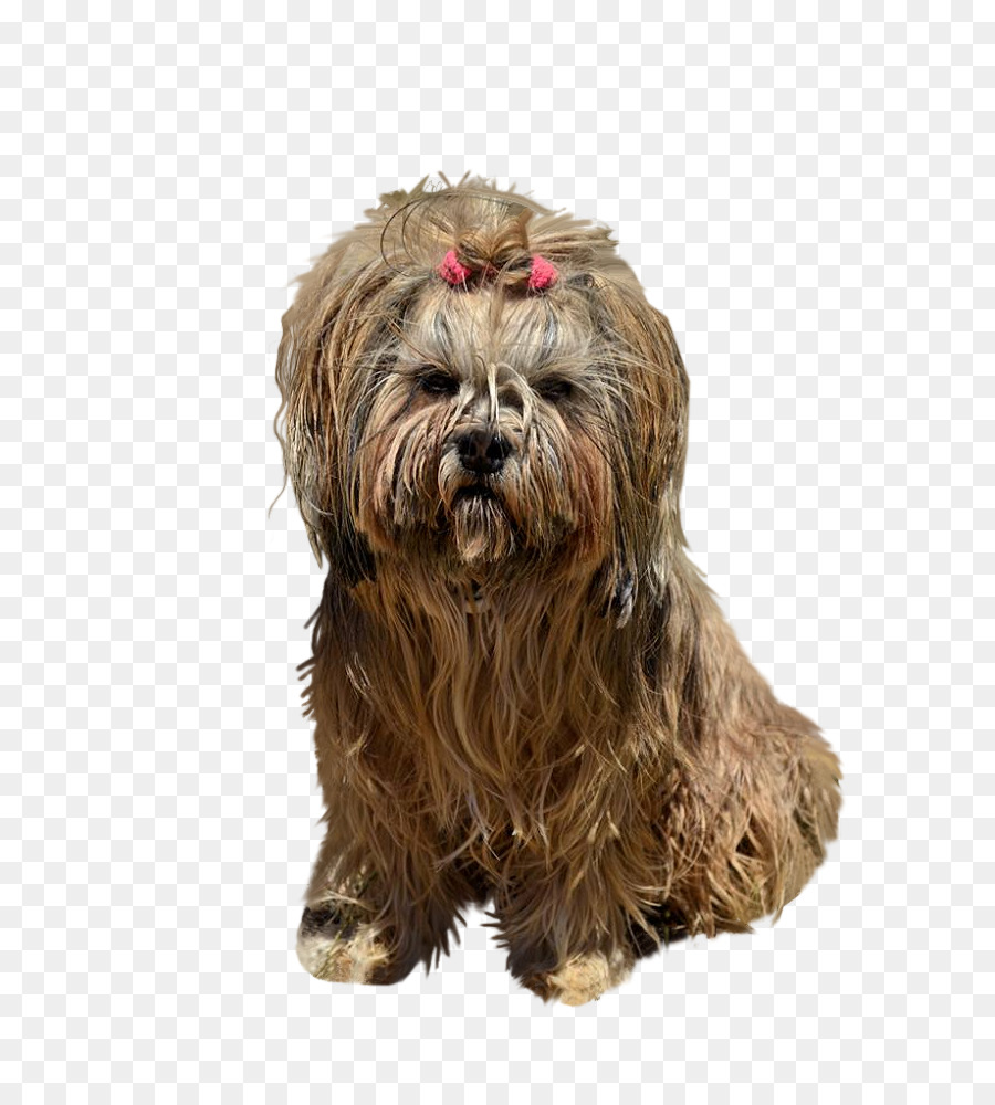 Sapsali，Terrier Tibetano PNG