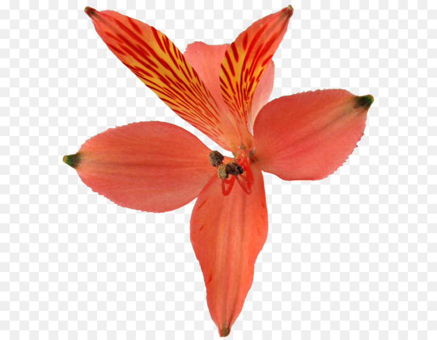 Zhiguli Montanhas，Orquídeas PNG