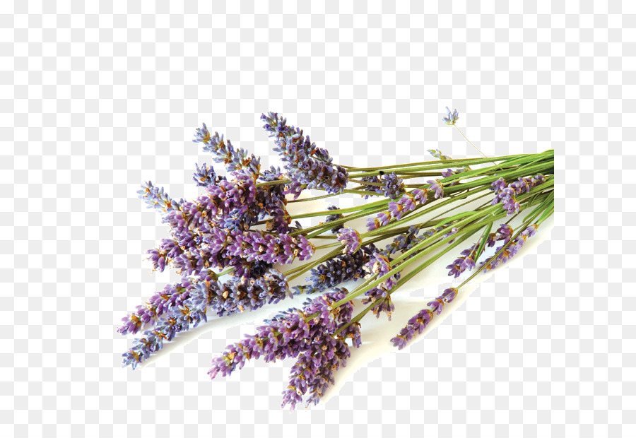 Flores De Lavanda，Roxo PNG