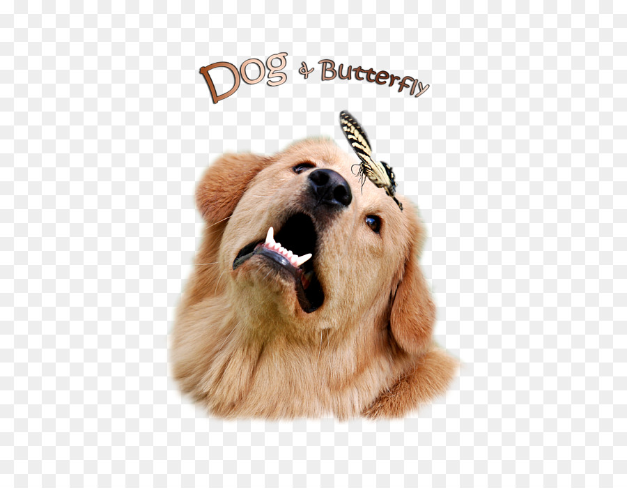 Golden Retriever，Filhote De Cachorro PNG