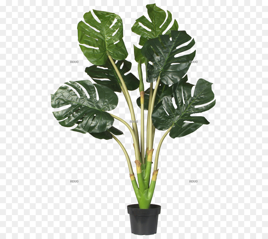 Planta De Casa，Flowerpot PNG