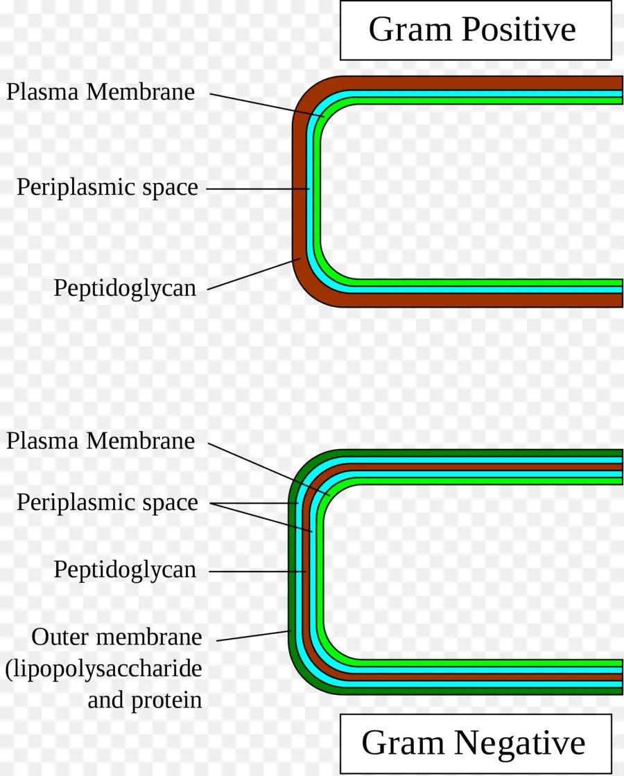 Bactérias Gram Positivos，Gramnegative Bactérias PNG