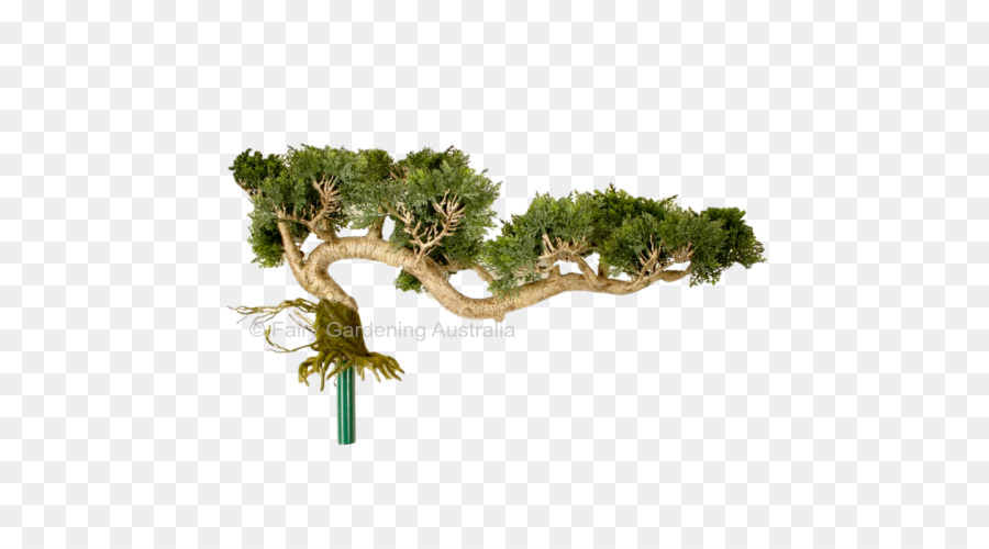 Bonsai，Vegetação Importações PNG