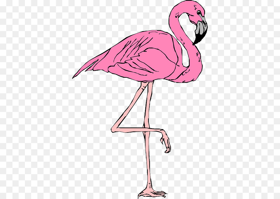 Flamingo，Tshirt PNG