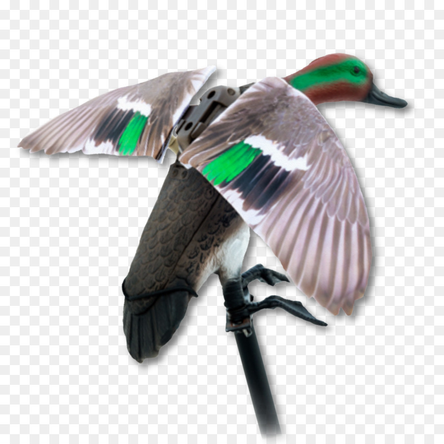 Pato Real，Ganso PNG