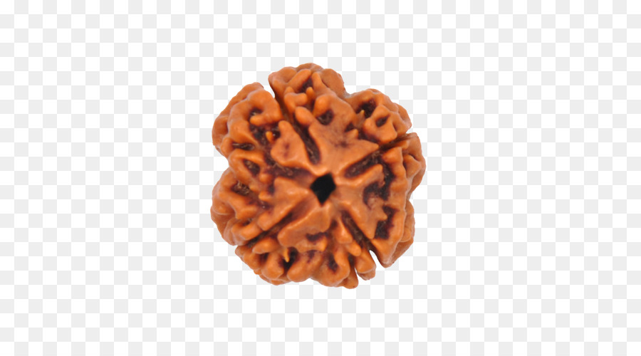 Rudraksha Ndia Japamala Png Transparente Gr Tis