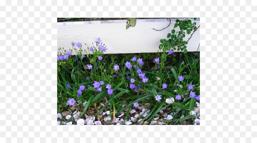 Inglês Lavanda，Violeta PNG