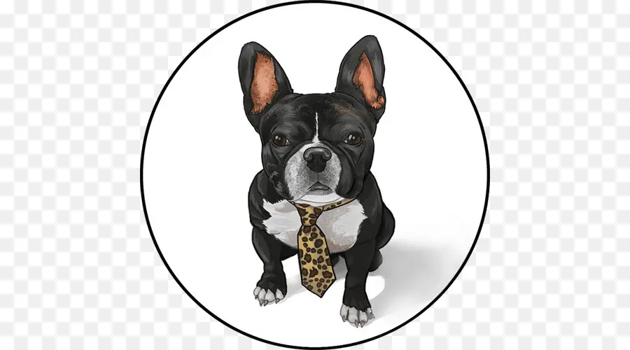 Boston Terrier，Bulldog Francês PNG