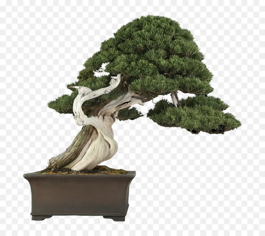 Árvore Bonsai，Miniatura PNG