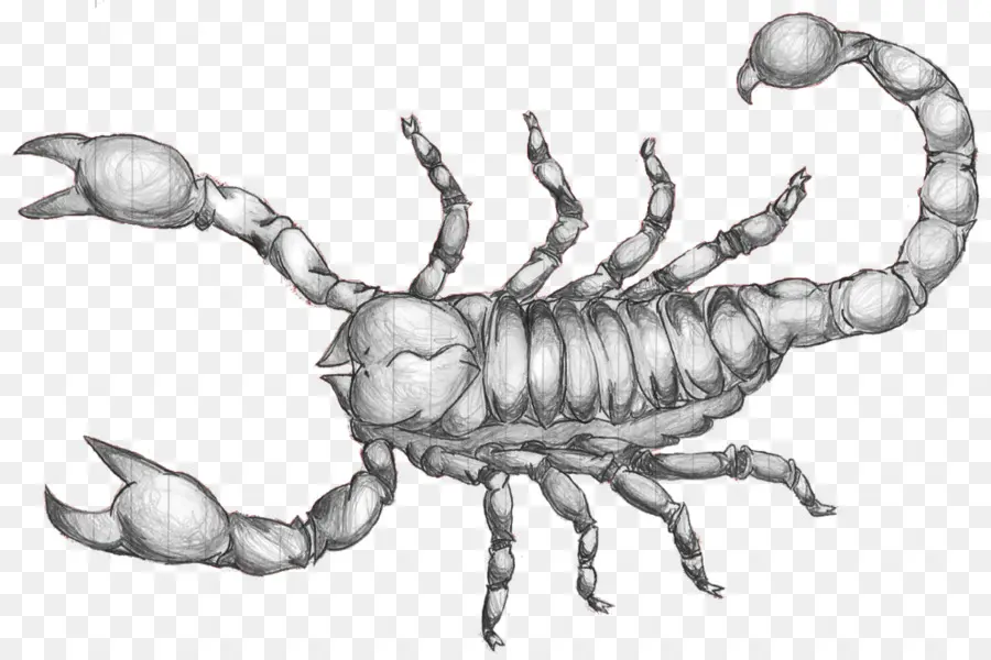 Escorpião，Desenho PNG