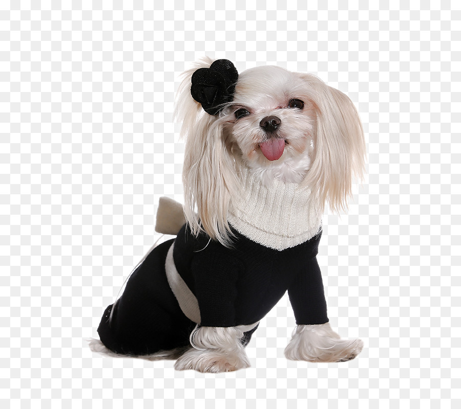 Cachorro Pequeno Com Suéter，Cachorro Branco PNG