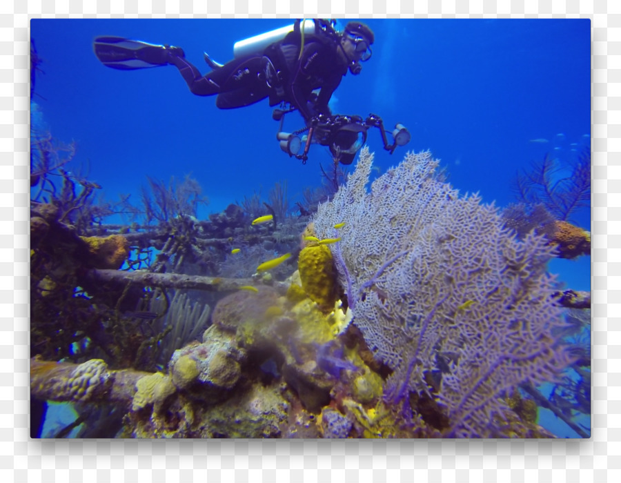 Recife De Coral，Corais Duros PNG