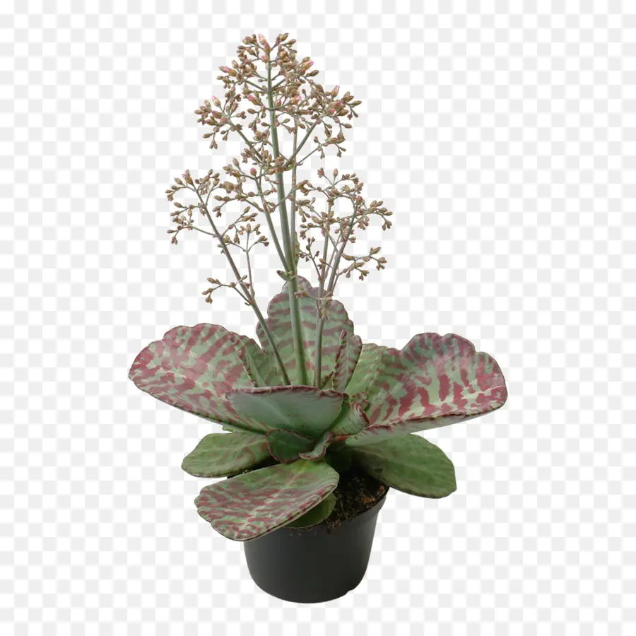 Planta Em Vaso，Suculenta PNG