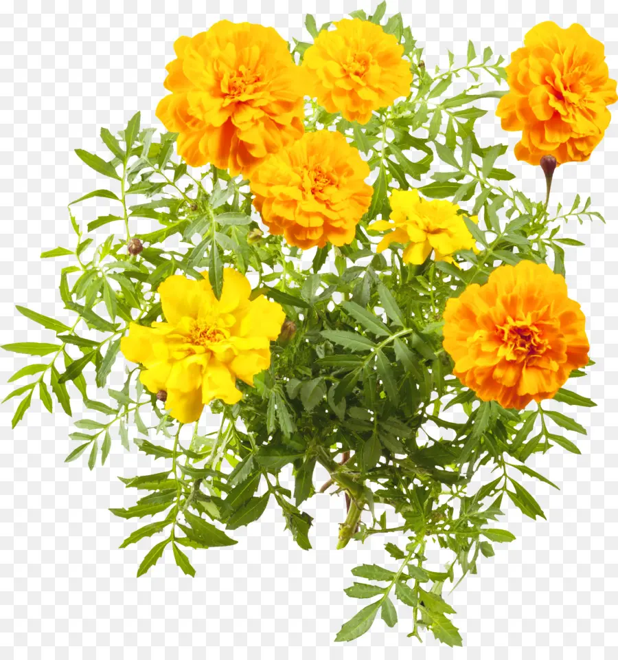 Flores De Calêndula，Amarelo PNG