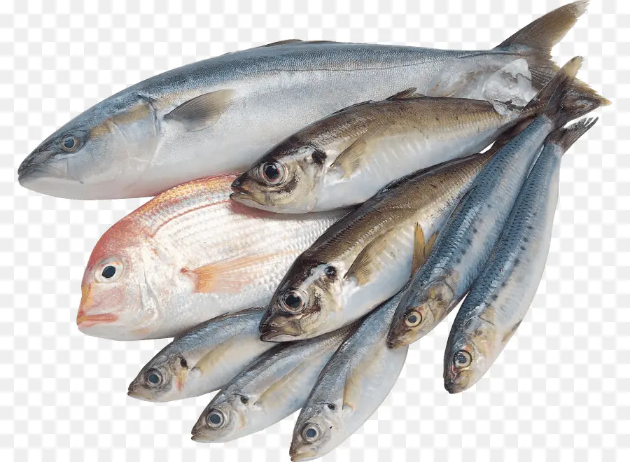 Peixe，Os Peixes De água Salgada PNG