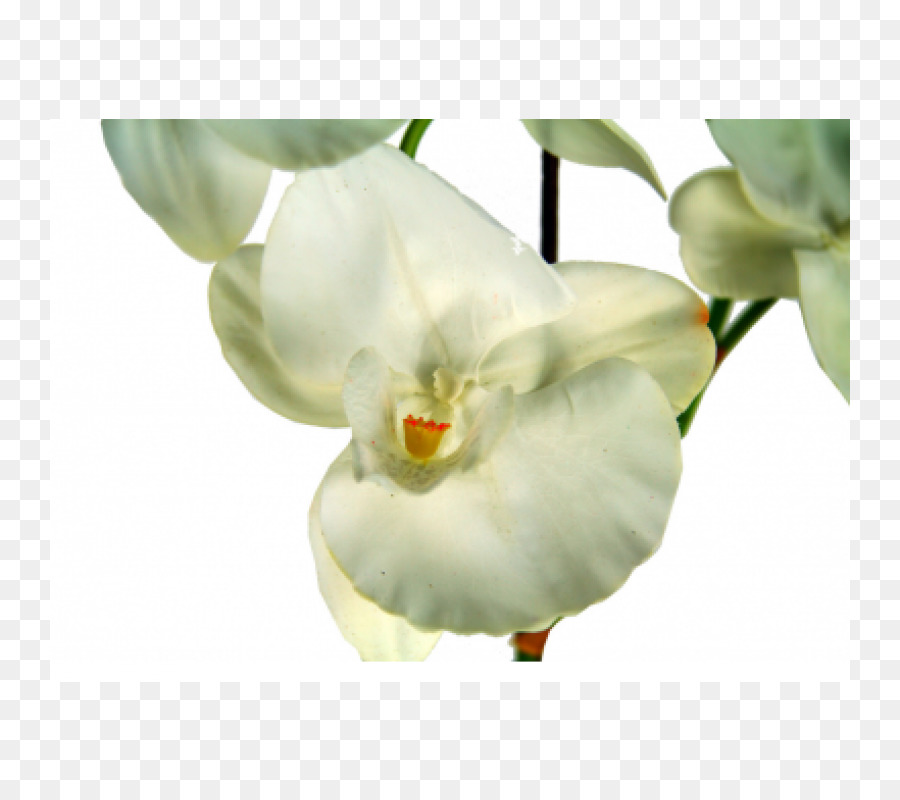 Traça Orquídeas，Flowerpot PNG