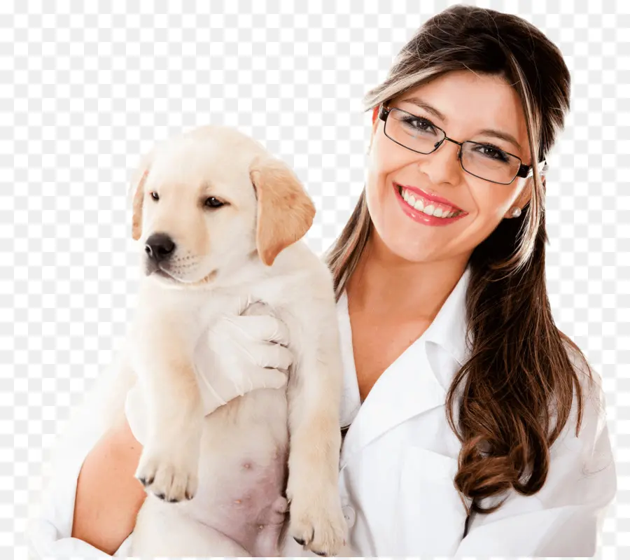 Veterinário，Cachorro PNG