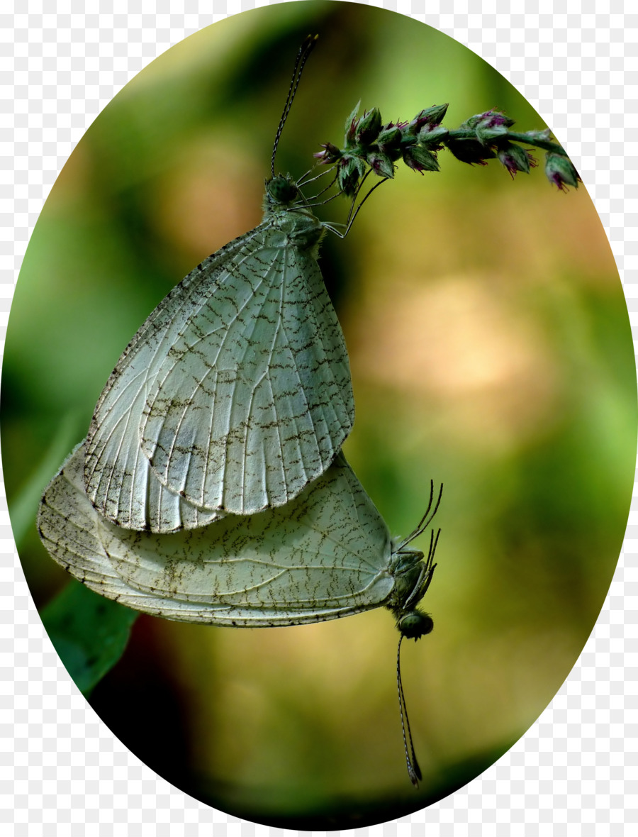 Gossamerwinged Borboletas，Brushfooted Borboletas PNG