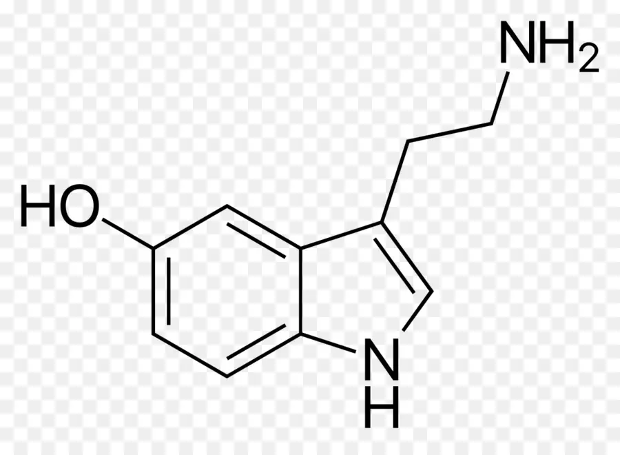 A Serotonina，Hormônio PNG