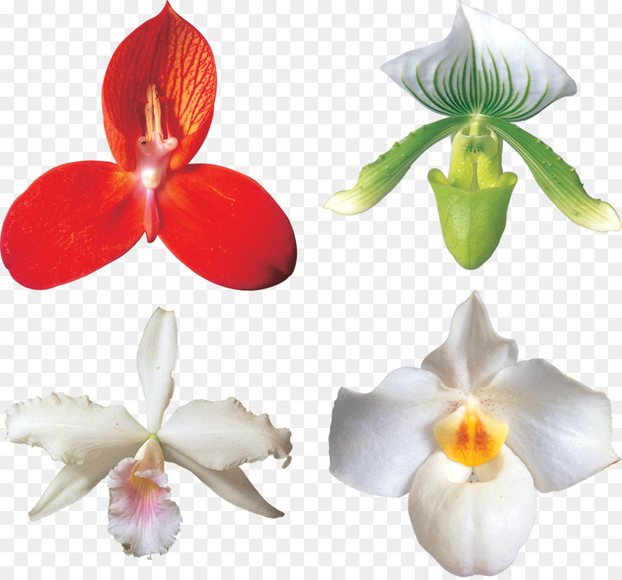 Traça Orquídeas, Orquídeas, Flores De Corte png transparente grátis