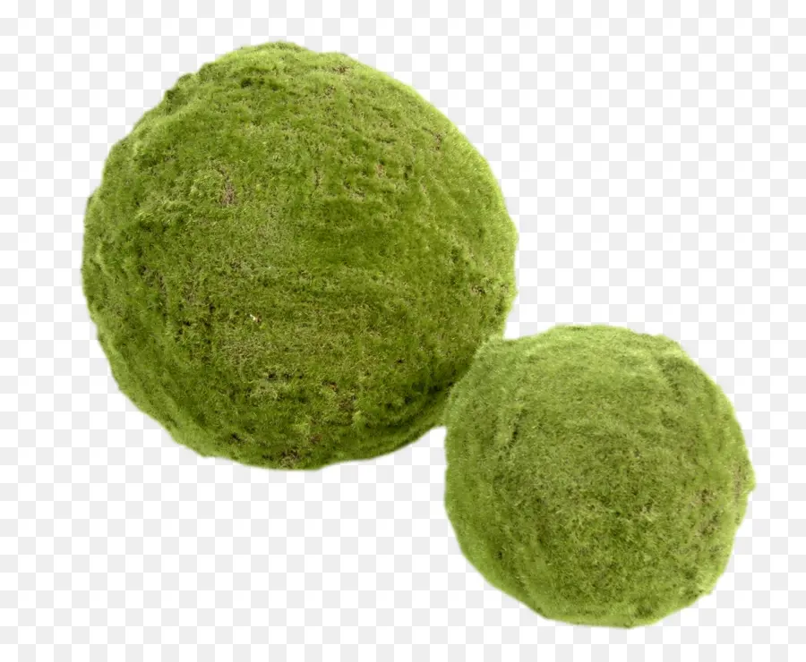 Moss，Caixa PNG