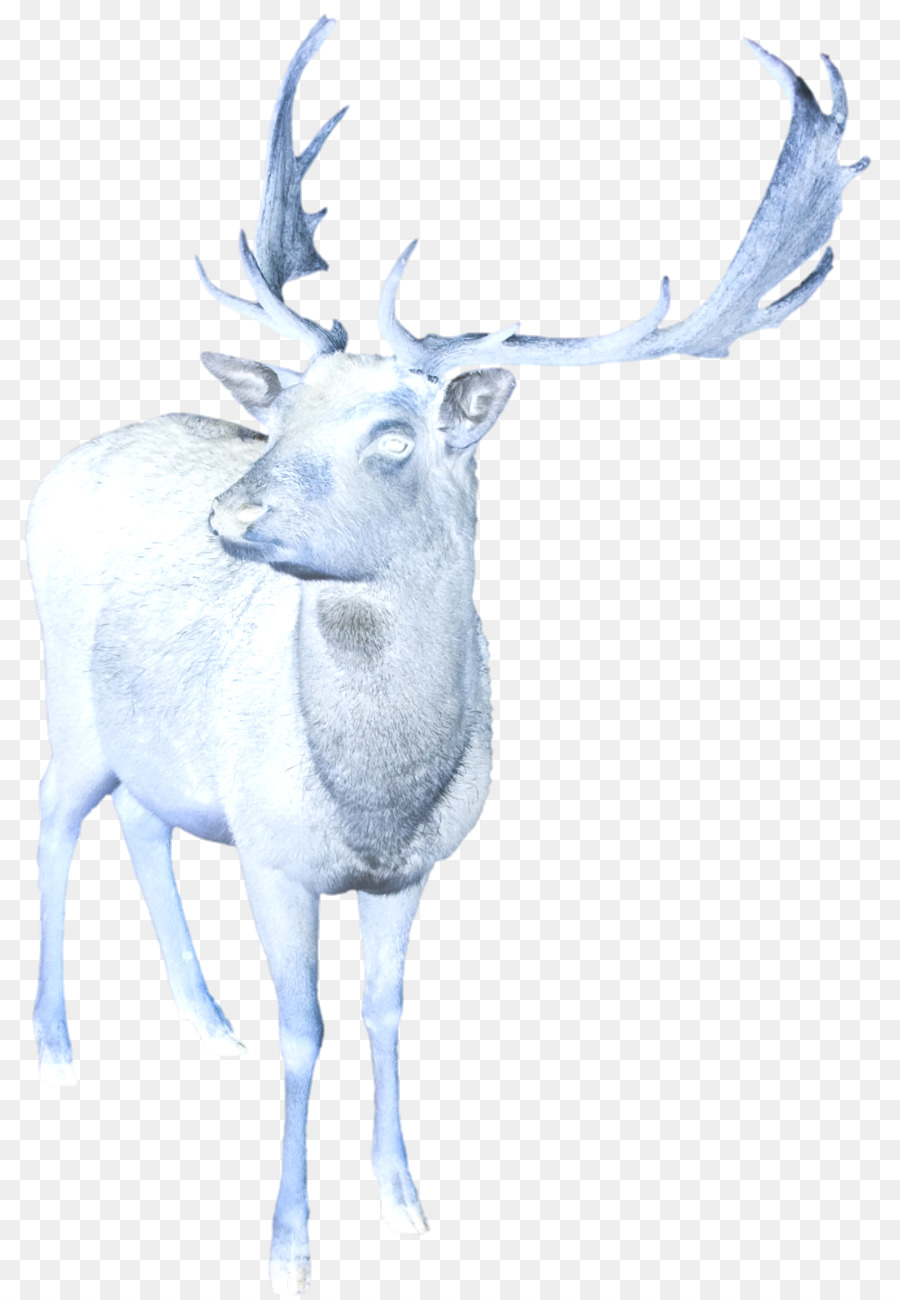 Rena，Elk PNG