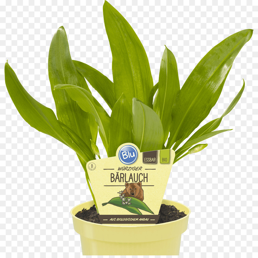 Erva，Ramsons PNG