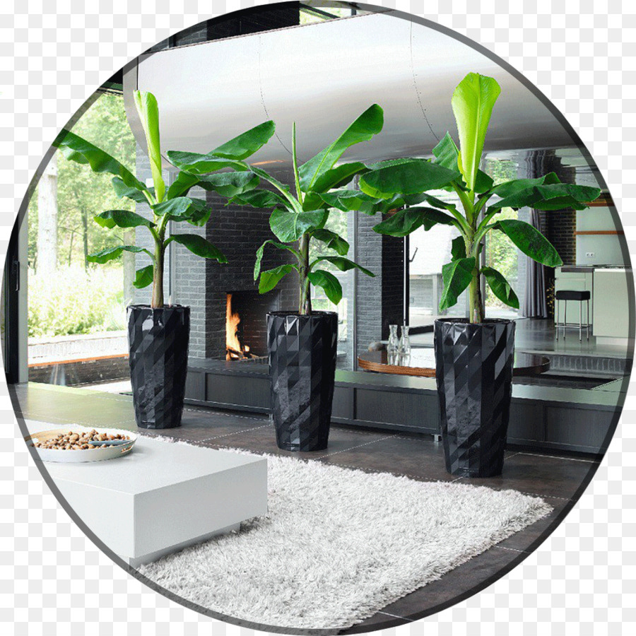 Planta De Casa，Dwarf Cavendish Banana PNG