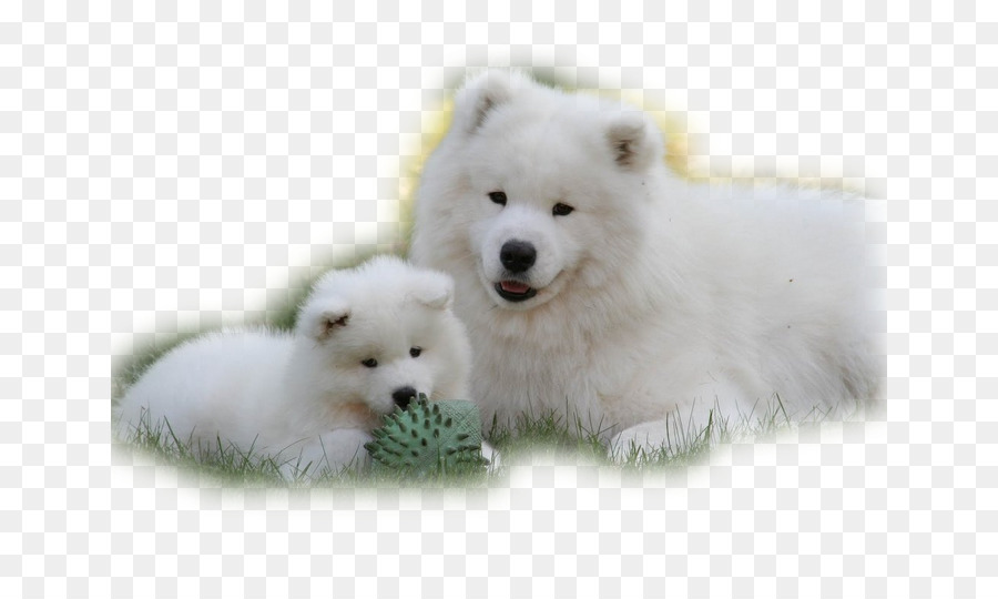 Spitz Alemão Klein，Samoyed Cão PNG