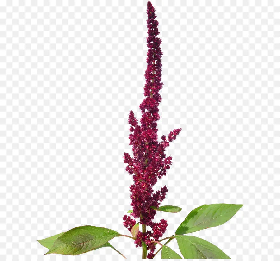 Amaranthaceae，Amaranthus Cruentus PNG