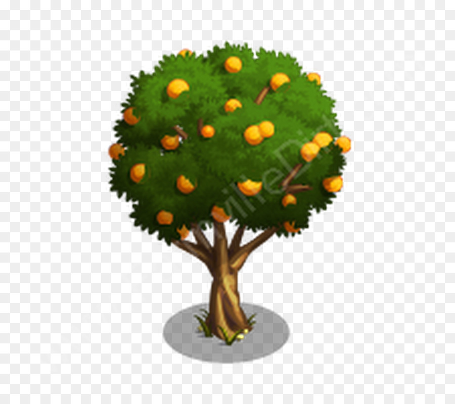 Laranjeira，Fruta PNG