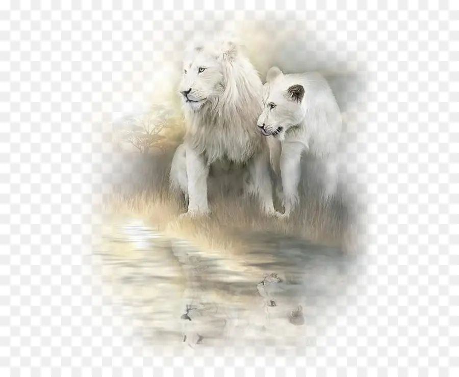 Leão，Leão Branco PNG