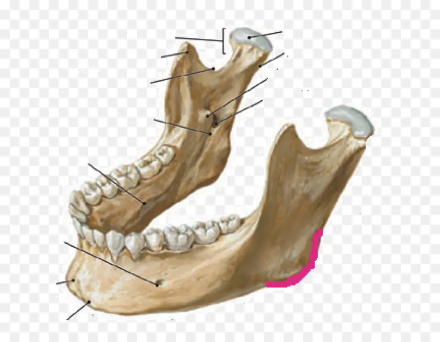 Maxilar，Dentes PNG