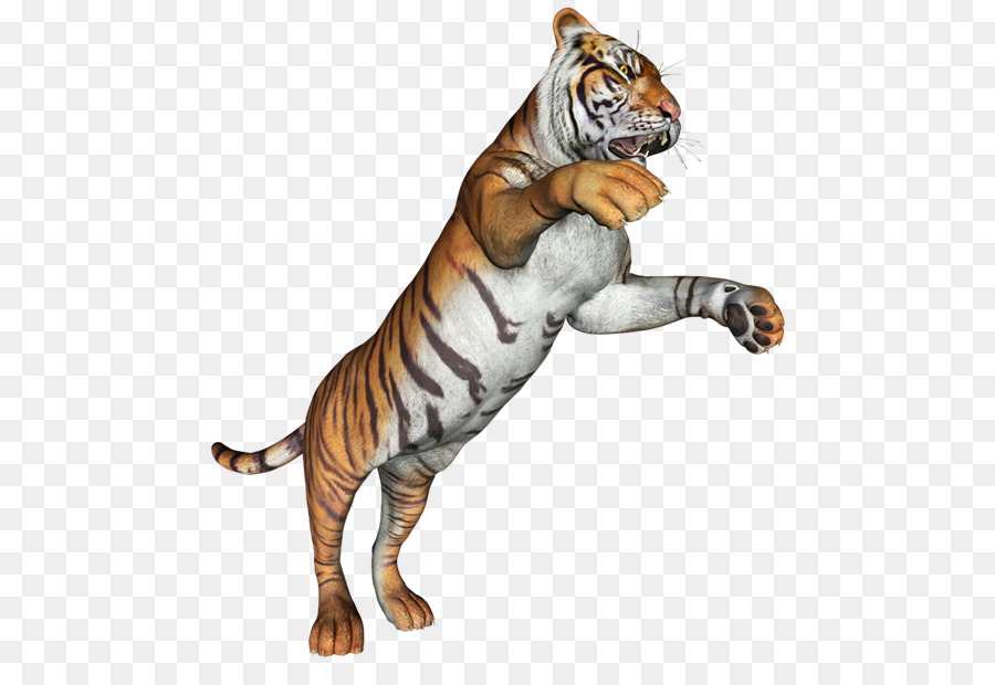 Tigre，Lobo Cinzento PNG